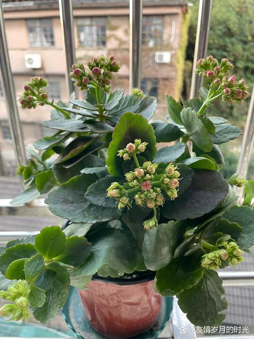 怎么给长寿花换盆，怎么给长寿花换盆视频教程-第4张图片-优品飞百科