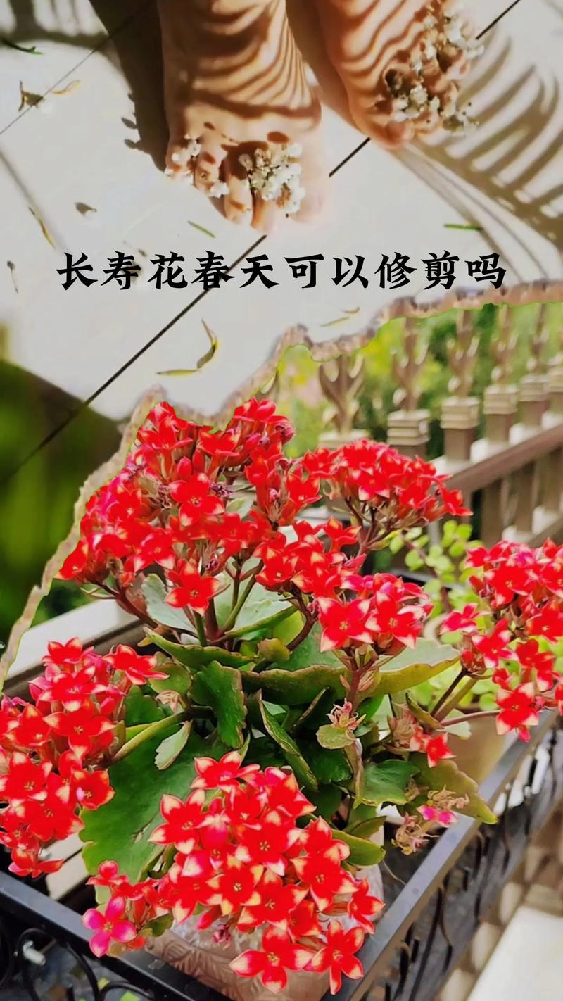 怎么给长寿花换盆，怎么给长寿花换盆视频教程-第5张图片-优品飞百科