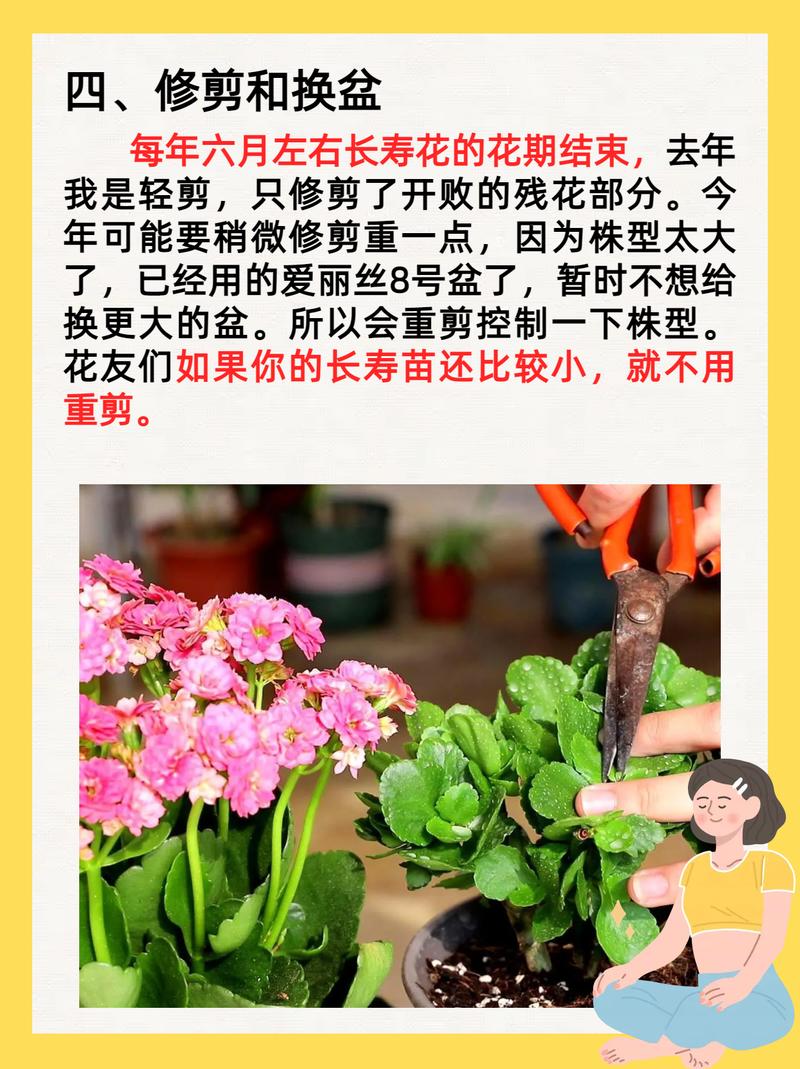 怎么给长寿花换盆，怎么给长寿花换盆视频教程-第6张图片-优品飞百科