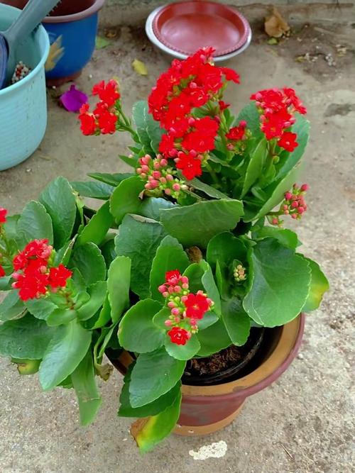 怎么给长寿花换盆，怎么给长寿花换盆视频教程-第7张图片-优品飞百科