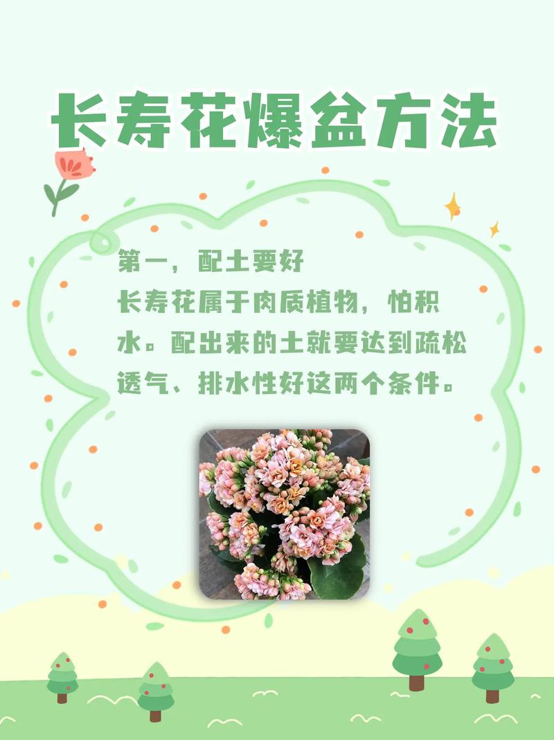 怎么给长寿花换盆，怎么给长寿花换盆视频教程-第8张图片-优品飞百科