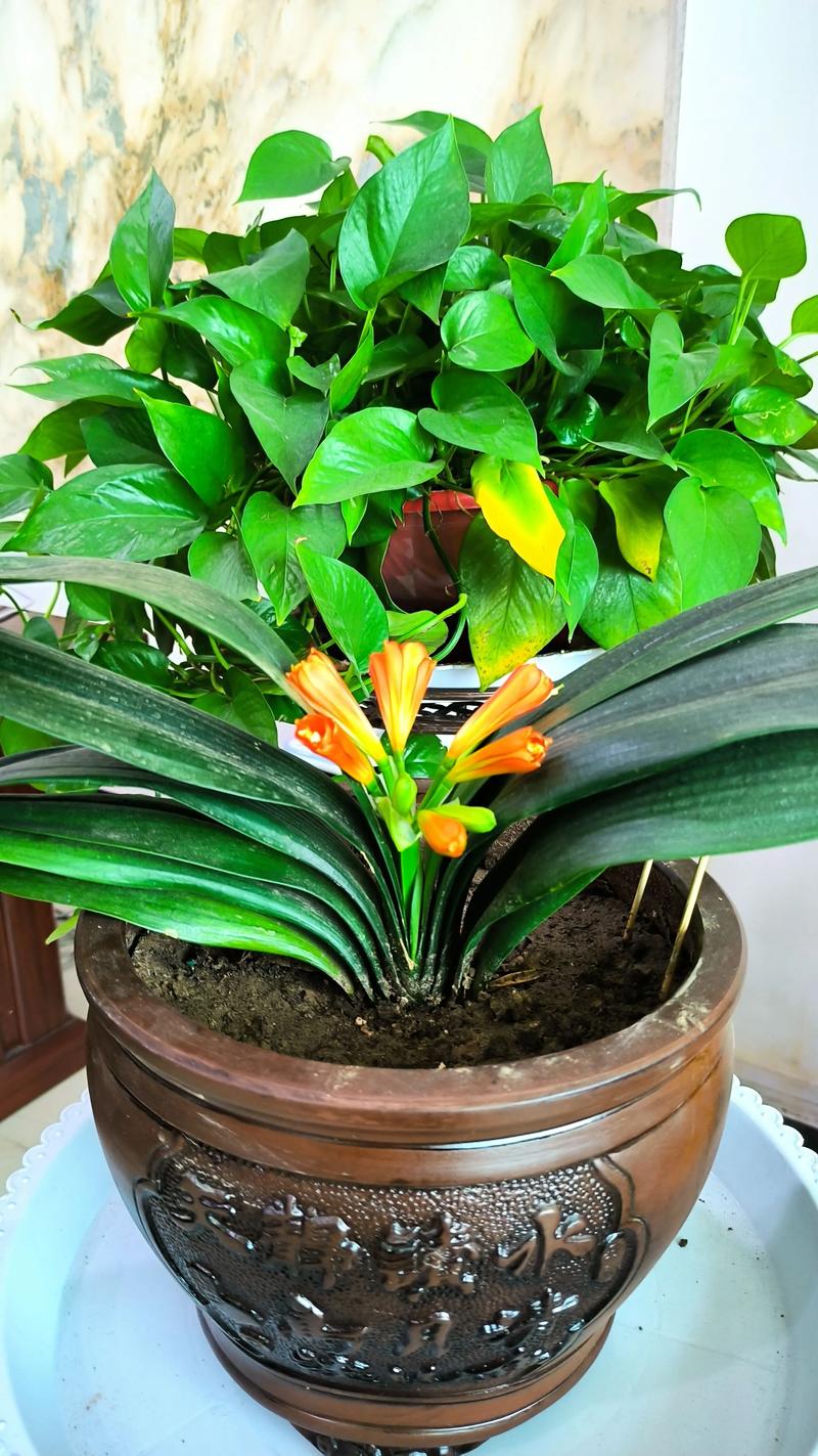 刚买的君子兰怎么养,刚买的君子兰怎么养护-第2张图片-优品飞百科 刚买的君子兰怎么养,刚买的君子兰怎么养护-第2张图片-优品飞百科