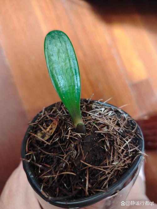 刚买的君子兰怎么养,刚买的君子兰怎么养护-第3张图片-优品飞百科 刚买的君子兰怎么养,刚买的君子兰怎么养护-第3张图片-优品飞百科