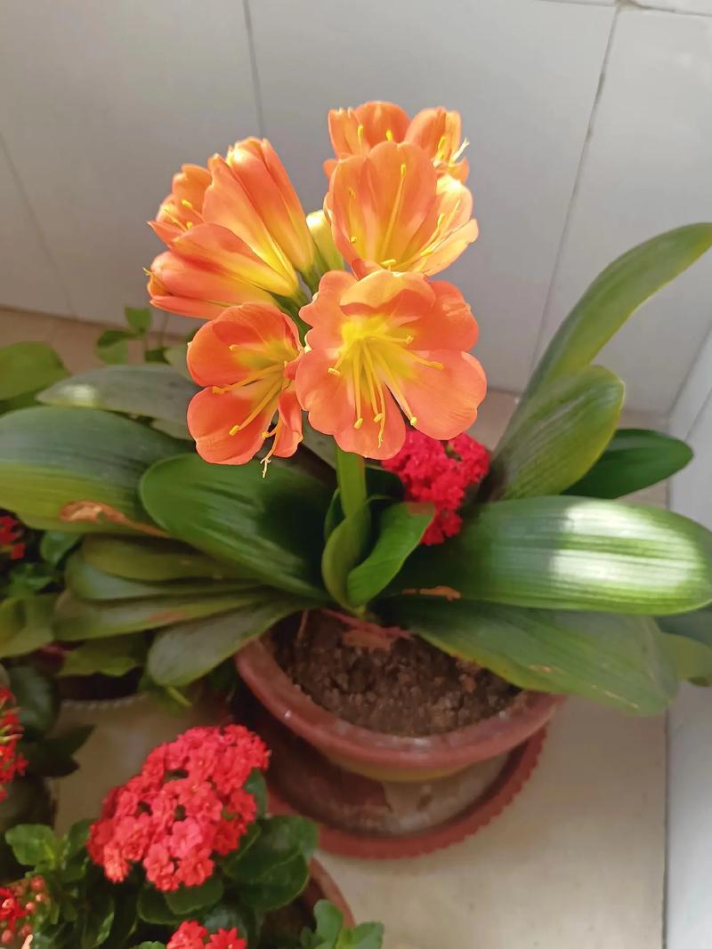 刚买的君子兰怎么养,刚买的君子兰怎么养护-第4张图片-优品飞百科 刚买的君子兰怎么养,刚买的君子兰怎么养护-第4张图片-优品飞百科