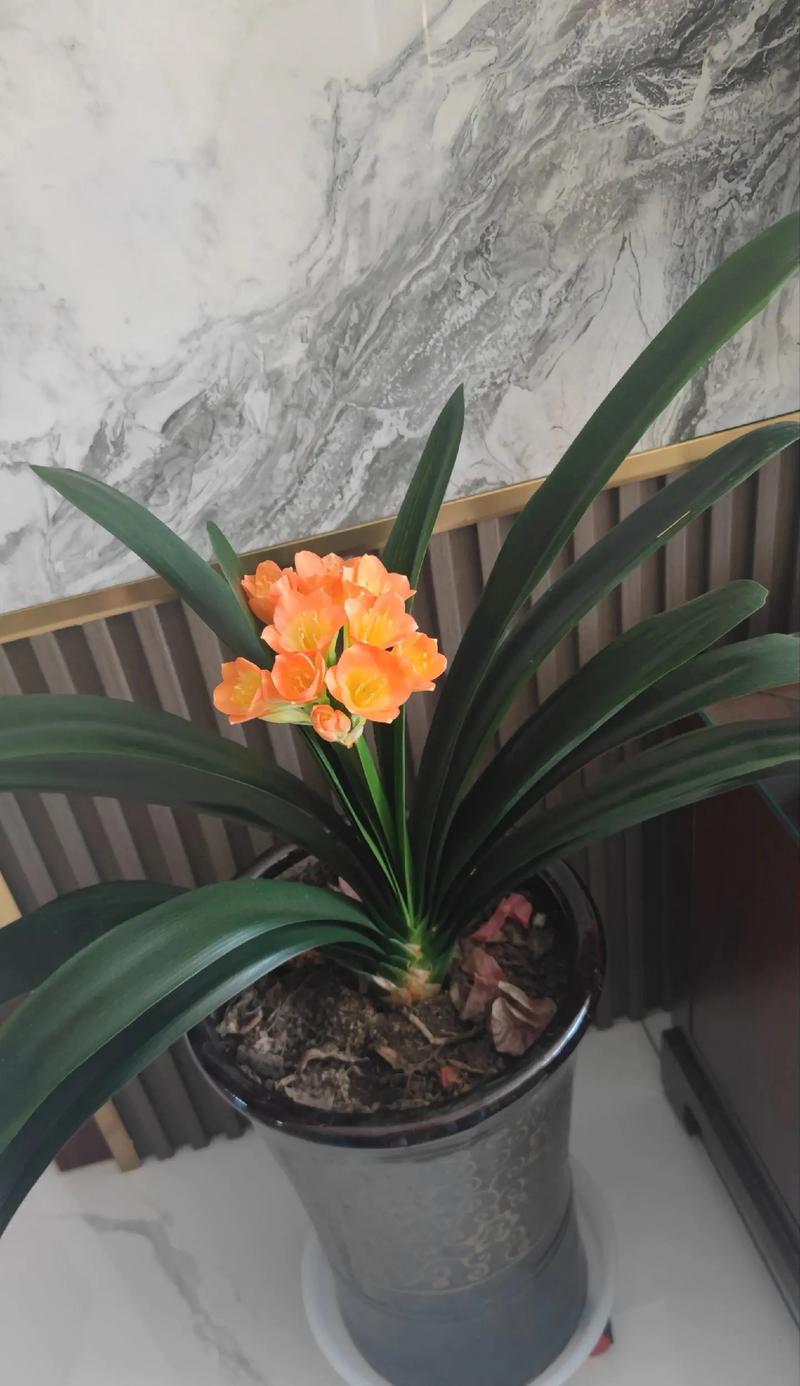 刚买的君子兰怎么养,刚买的君子兰怎么养护-第5张图片-优品飞百科 刚买的君子兰怎么养,刚买的君子兰怎么养护-第5张图片-优品飞百科