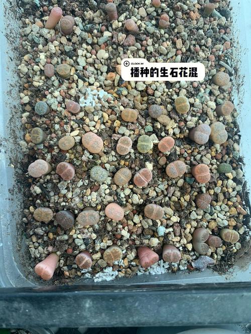 生石花怎么繁殖？生石花怎么繁殖后代？-第4张图片-优品飞百科