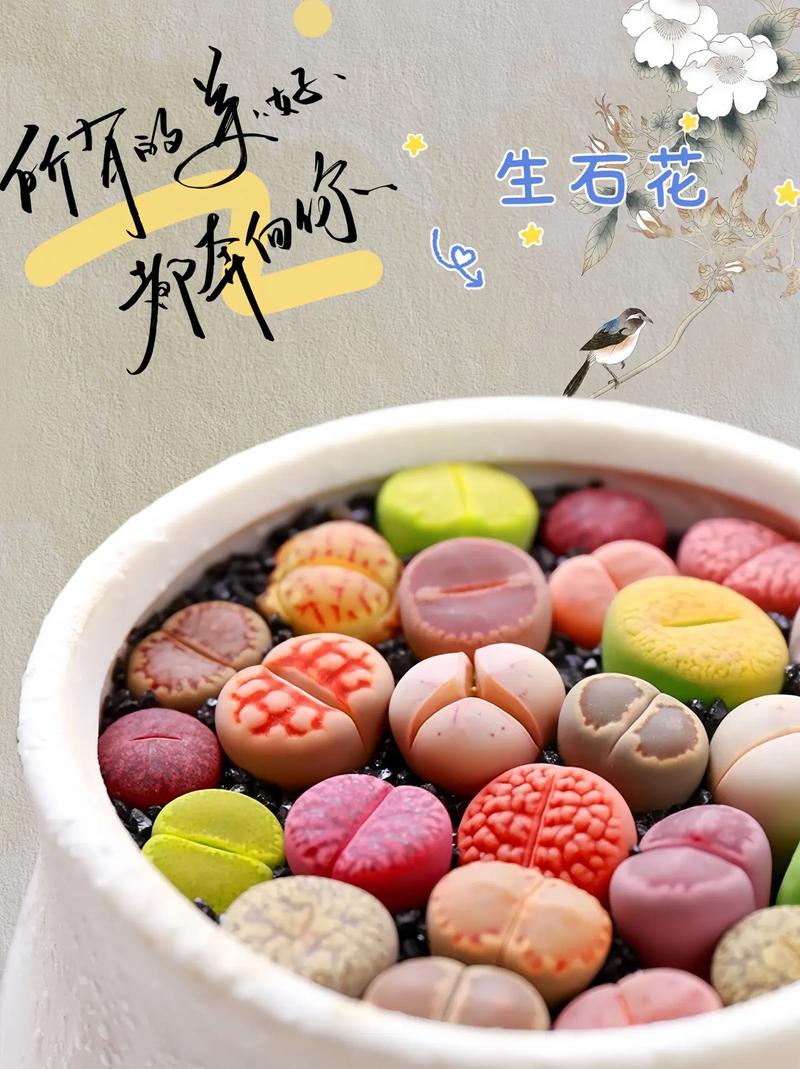 生石花怎么繁殖？生石花怎么繁殖后代？-第5张图片-优品飞百科