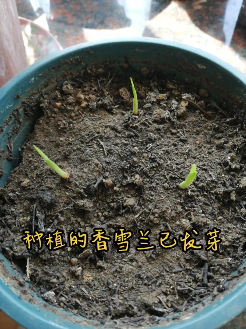 香雪兰什么时候种植，香雪兰什么时候种植比较好12月还能种香雪兰吗？-第1张图片-优品飞百科