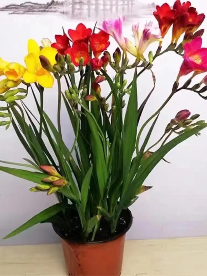 香雪兰什么时候种植，香雪兰什么时候种植比较好12月还能种香雪兰吗？-第2张图片-优品飞百科