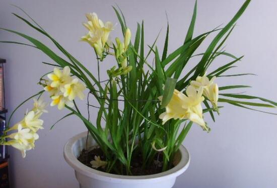 香雪兰什么时候种植，香雪兰什么时候种植比较好12月还能种香雪兰吗？-第3张图片-优品飞百科