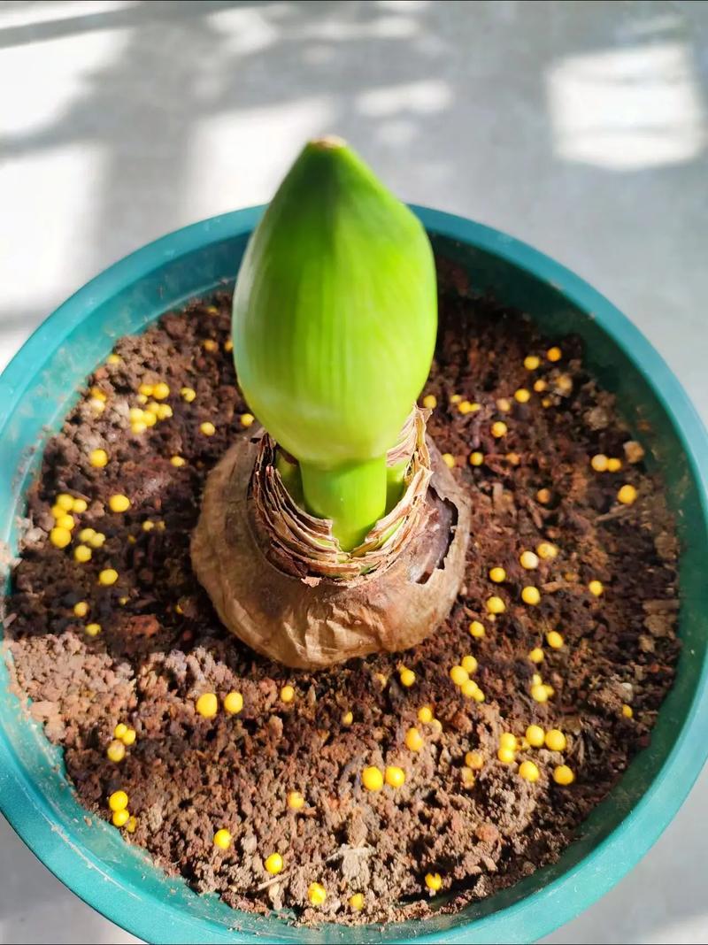 香雪兰什么时候种植，香雪兰什么时候种植比较好12月还能种香雪兰吗？-第4张图片-优品飞百科