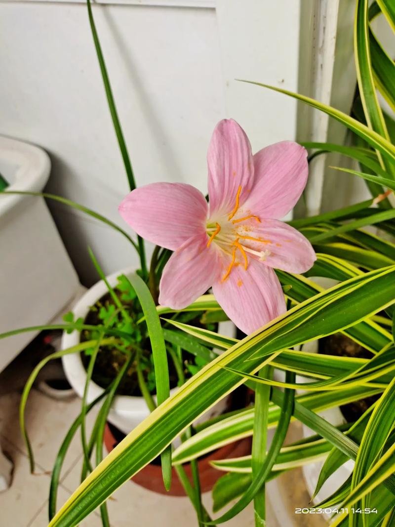 香雪兰什么时候种植，香雪兰什么时候种植比较好12月还能种香雪兰吗？-第5张图片-优品飞百科