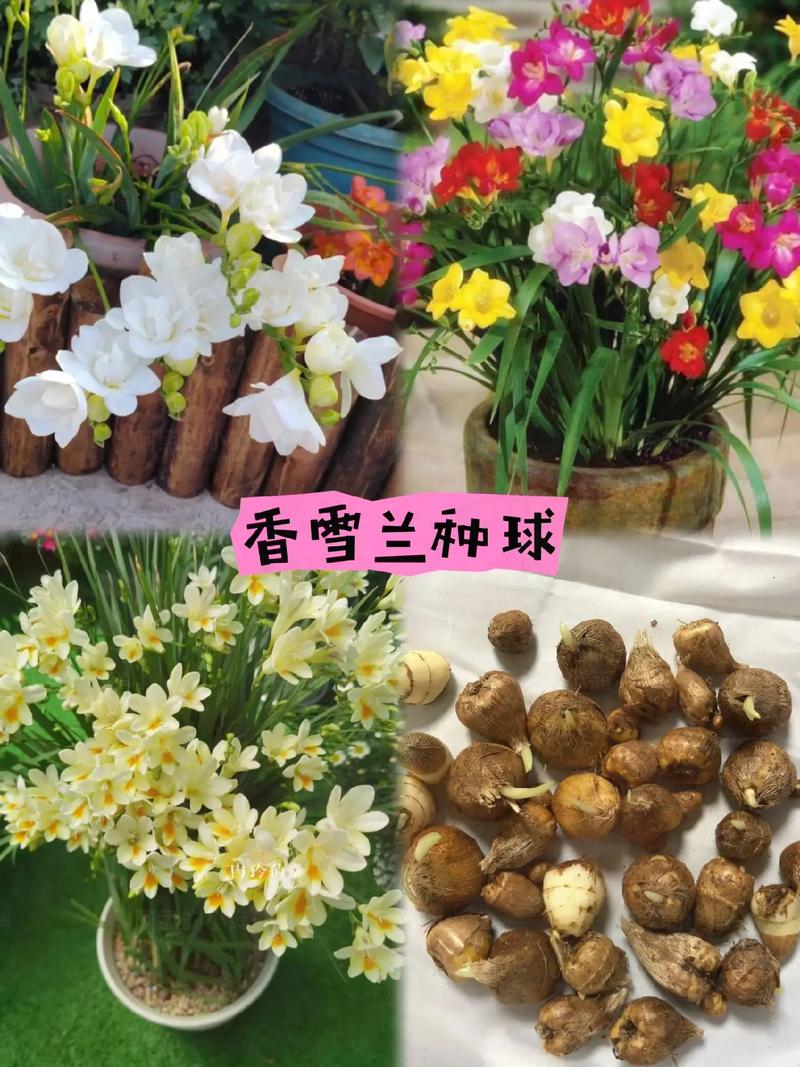 香雪兰什么时候种植，香雪兰什么时候种植比较好12月还能种香雪兰吗？-第7张图片-优品飞百科