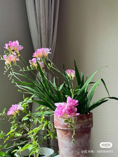 香雪兰什么时候种植，香雪兰什么时候种植比较好12月还能种香雪兰吗？-第6张图片-优品飞百科