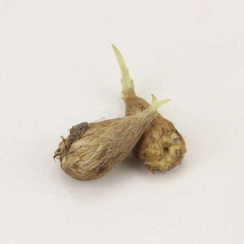 香雪兰什么时候种植，香雪兰什么时候种植比较好12月还能种香雪兰吗？-第8张图片-优品飞百科