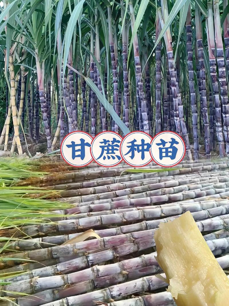 甘蔗的养殖方法？甘蔗种植方法和怎么样施肥？-第3张图片-优品飞百科