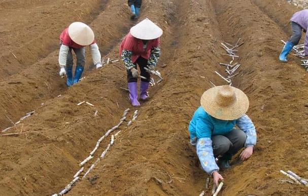 甘蔗的养殖方法？甘蔗种植方法和怎么样施肥？-第4张图片-优品飞百科
