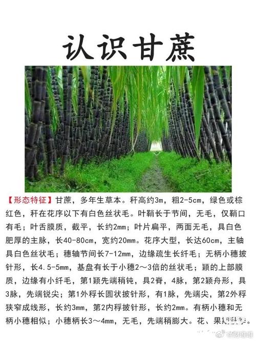 甘蔗的养殖方法？甘蔗种植方法和怎么样施肥？-第5张图片-优品飞百科
