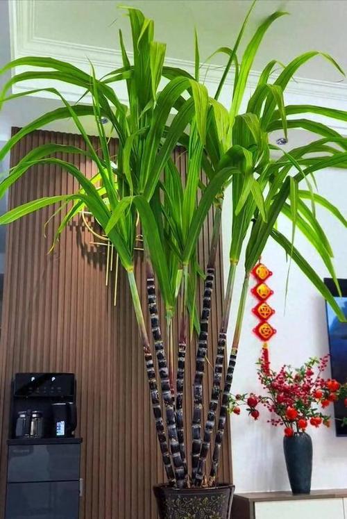 甘蔗的养殖方法？甘蔗种植方法和怎么样施肥？-第6张图片-优品飞百科