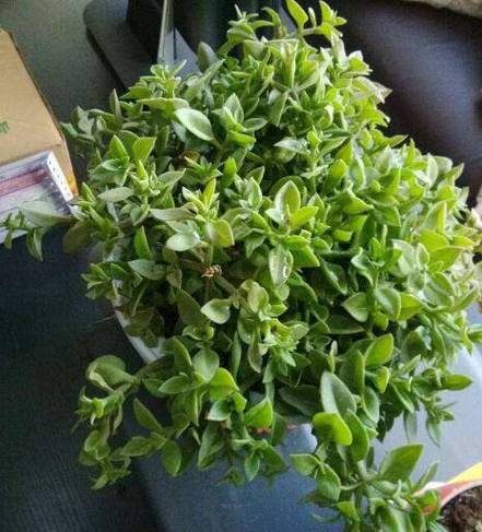 吊兰长出来的分枝还要剪掉吗，吊兰出来的枝可以种吗？-第1张图片-优品飞百科