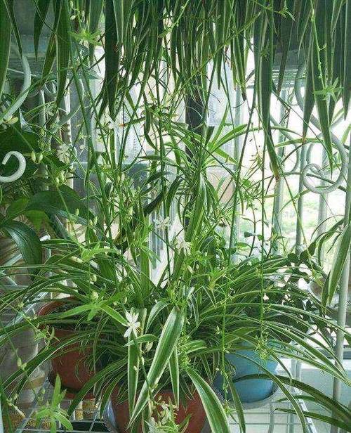 吊兰长出来的分枝还要剪掉吗，吊兰出来的枝可以种吗？-第2张图片-优品飞百科