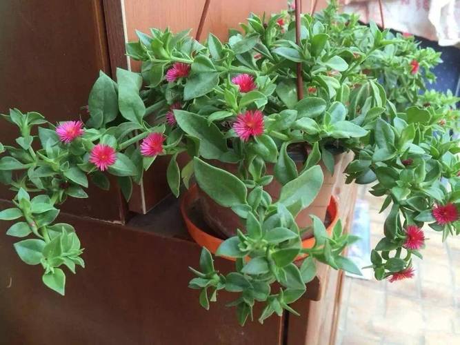 吊兰长出来的分枝还要剪掉吗，吊兰出来的枝可以种吗？-第3张图片-优品飞百科