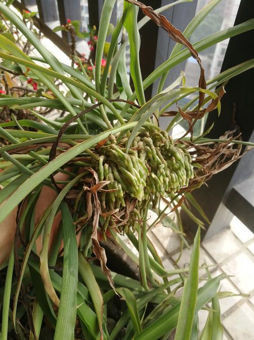 吊兰长出来的分枝还要剪掉吗，吊兰出来的枝可以种吗？-第5张图片-优品飞百科