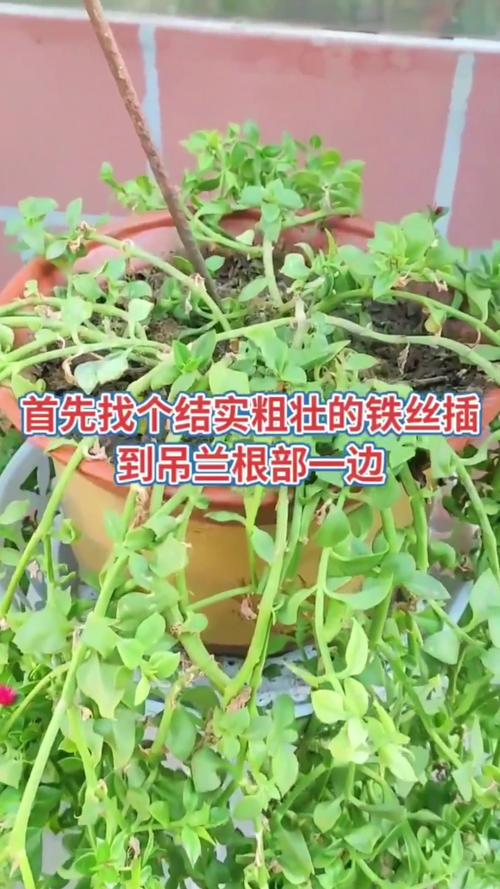 吊兰长出来的分枝还要剪掉吗，吊兰出来的枝可以种吗？-第6张图片-优品飞百科