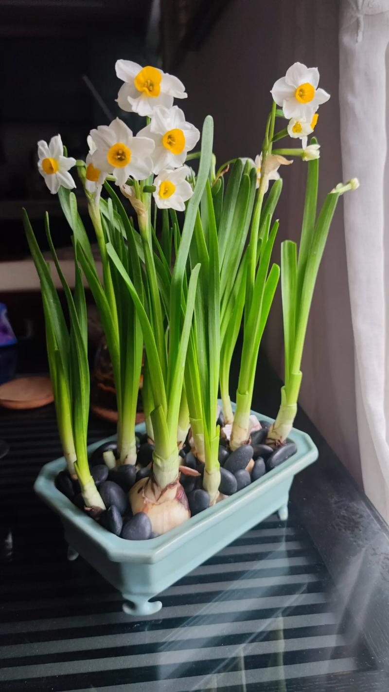 水仙花怎么养好，水仙花怎么养家庭养法？