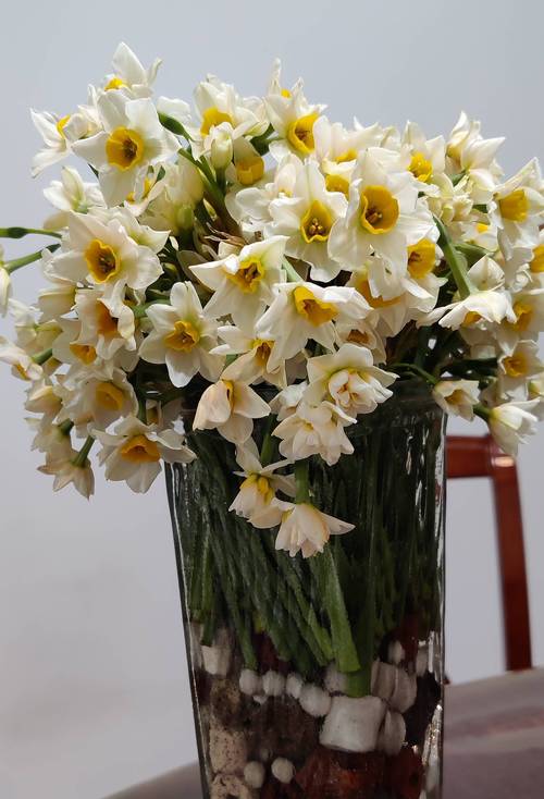 水仙花怎么养好，水仙花怎么养家庭养法？-第3张图片-优品飞百科
