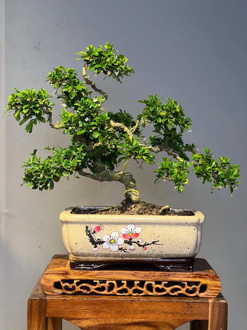 茶梅冬天养殖的禁忌？茶梅冬天养殖的禁忌是什么？-第1张图片-优品飞百科