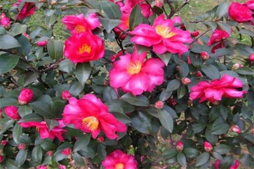 茶梅冬天养殖的禁忌？茶梅冬天养殖的禁忌是什么？-第3张图片-优品飞百科