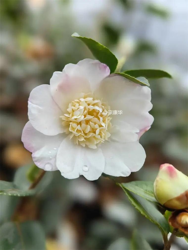 茶梅冬天养殖的禁忌？茶梅冬天养殖的禁忌是什么？-第4张图片-优品飞百科