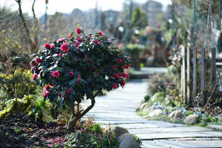 茶梅冬天养殖的禁忌？茶梅冬天养殖的禁忌是什么？-第5张图片-优品飞百科