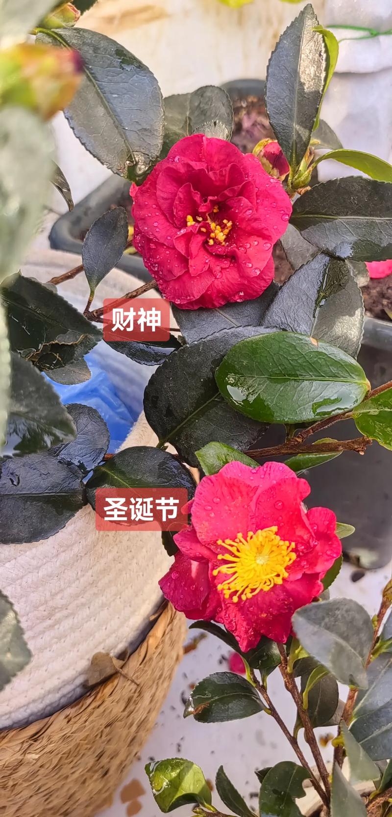 茶梅冬天养殖的禁忌？茶梅冬天养殖的禁忌是什么？-第6张图片-优品飞百科