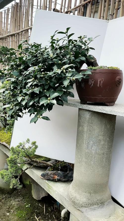 茶梅冬天养殖的禁忌？茶梅冬天养殖的禁忌是什么？-第7张图片-优品飞百科