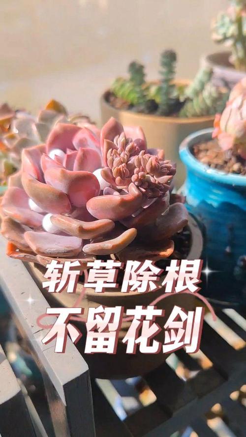 掐掉的多肉花剑，多肉剪掉的花剑还能活-第2张图片-优品飞百科