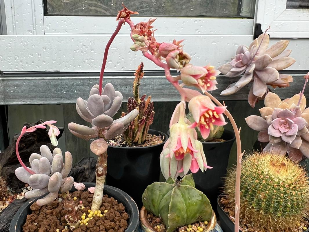 掐掉的多肉花剑，多肉剪掉的花剑还能活-第4张图片-优品飞百科