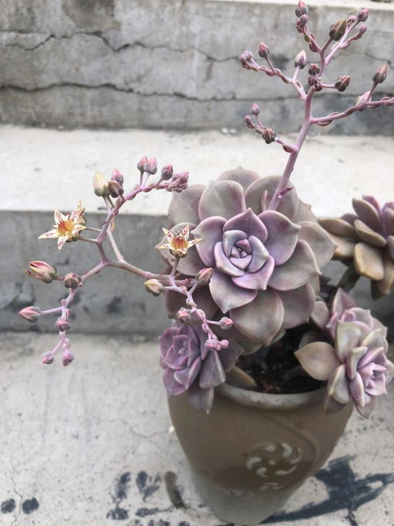 掐掉的多肉花剑，多肉剪掉的花剑还能活-第5张图片-优品飞百科