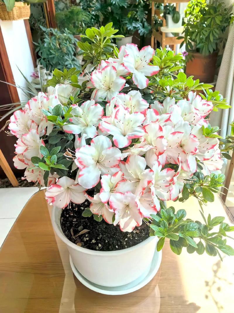 迎红杜鹃怎么养，迎春杜鹃-第1张图片-优品飞百科