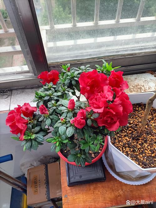 迎红杜鹃怎么养，迎春杜鹃-第2张图片-优品飞百科