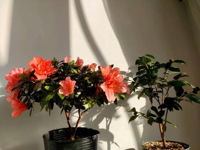 迎红杜鹃怎么养，迎春杜鹃-第3张图片-优品飞百科