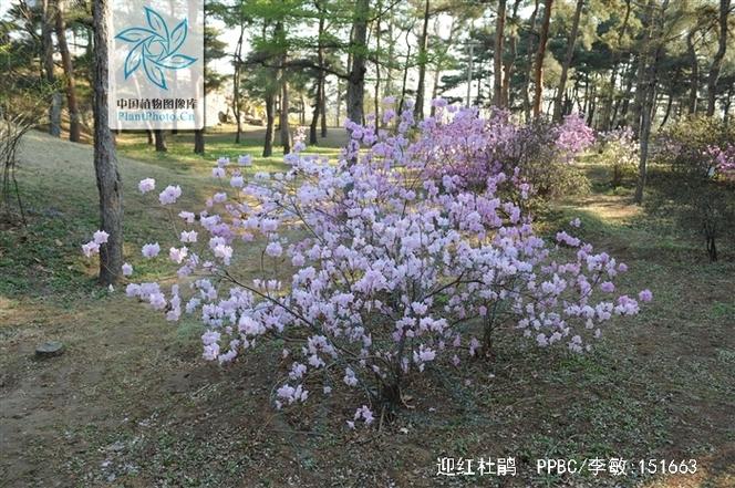 迎红杜鹃怎么养，迎春杜鹃-第5张图片-优品飞百科