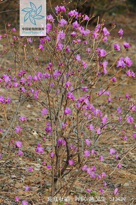 迎红杜鹃怎么养，迎春杜鹃-第4张图片-优品飞百科