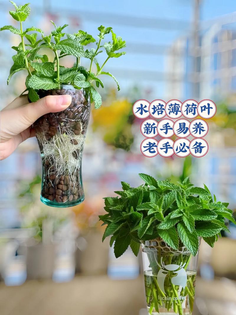 薄荷怎么分盆？薄荷怎么分种？-第2张图片-优品飞百科