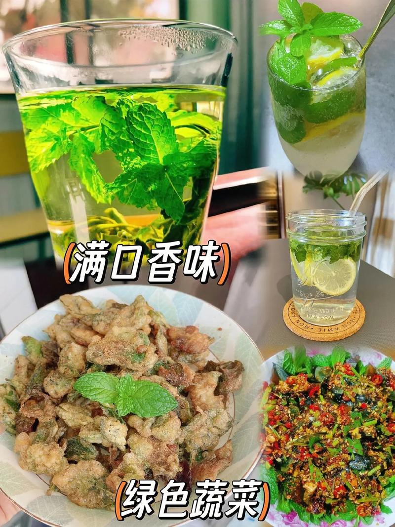 薄荷怎么分盆？薄荷怎么分种？