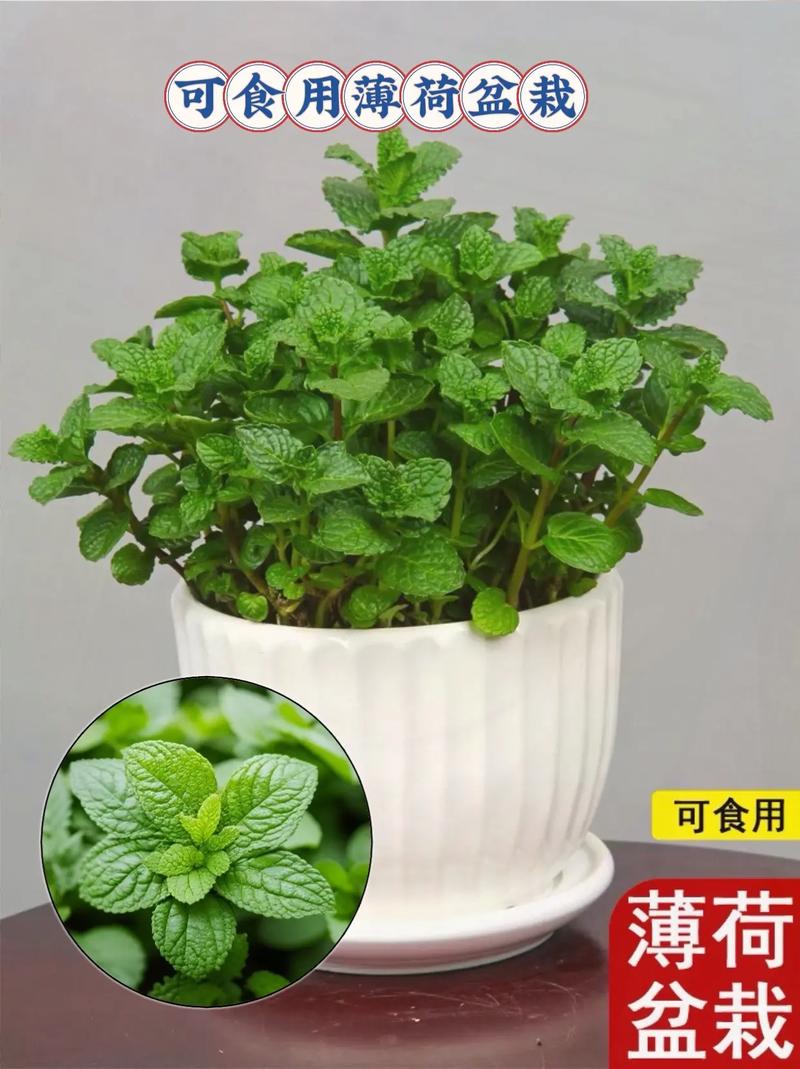 薄荷怎么分盆？薄荷怎么分种？-第3张图片-优品飞百科