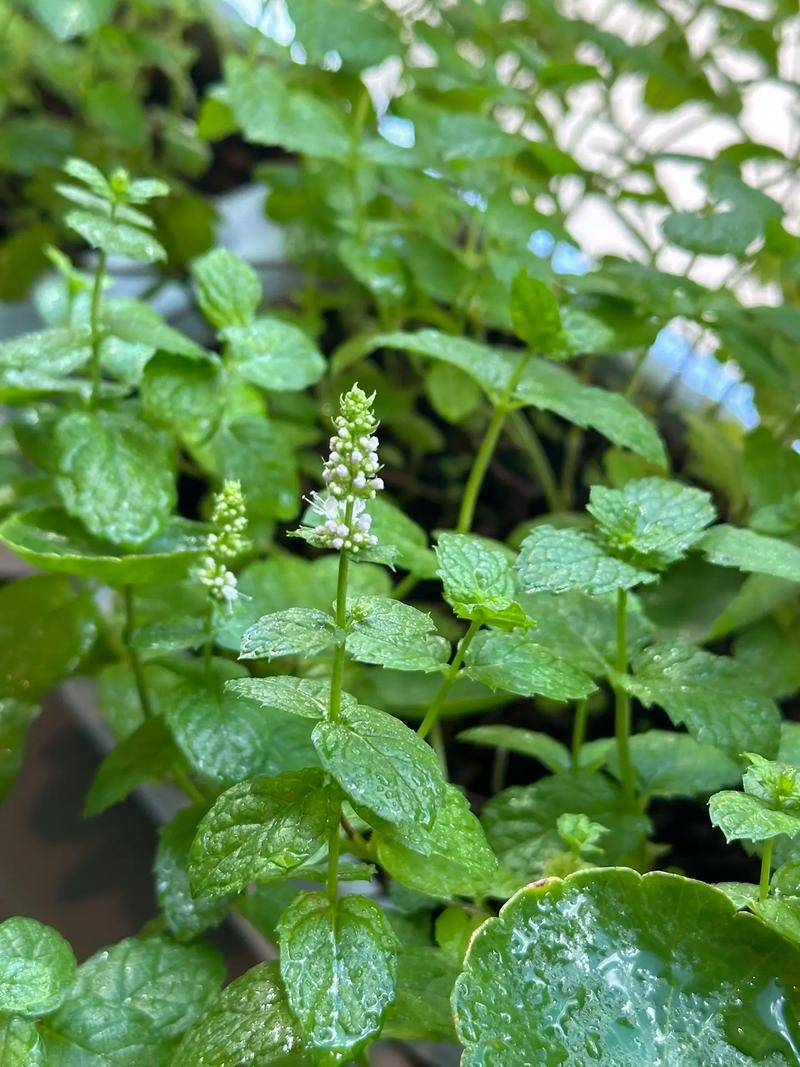 薄荷怎么分盆？薄荷怎么分种？-第6张图片-优品飞百科