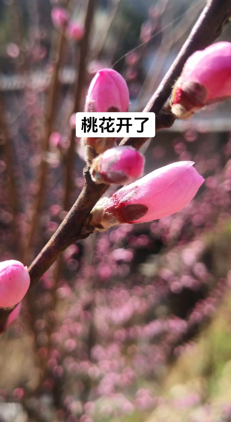 如何延长桃花花期，延长桃花插花花期？-第2张图片-优品飞百科