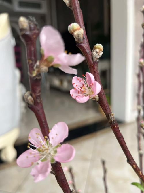 如何延长桃花花期，延长桃花插花花期？-第3张图片-优品飞百科